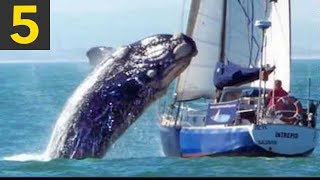 Top 5 Whale VS Boat Videos [upl. by Takashi]