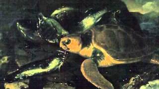 SaintSaens Carnival of the AnimalsTortues Tortoises [upl. by Sadoff]