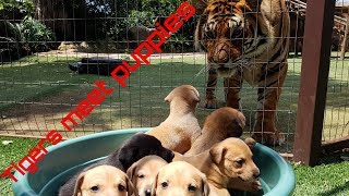 Tigers reaction to puppies [upl. by Assiar]