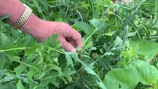 This Week in the Garden  Weed Identification [upl. by Fleur]