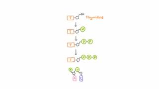 AntiHerpetic Drugs  How They Work [upl. by Ezalb503]