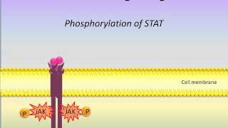 JAK STAT Signaling Pathway [upl. by Nyrb]