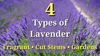 4 Types of Lavender Plants [upl. by Deryl]