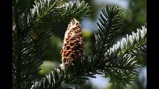 How to identify fir trees Abies spp [upl. by Rawna]