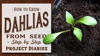 ★ How to Grow Dahlias from Seed Step by Step Guide [upl. by Ibrek564]