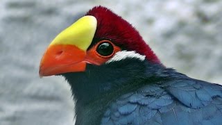 Violaceous Turaco  Violet Turaco  Exotic Birds [upl. by Madra]