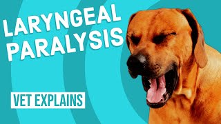 Laryngeal Paralysis in Dogs [upl. by Yancy]