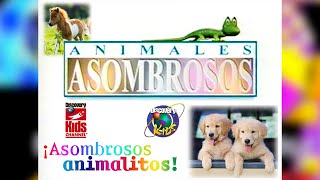 Animales Asombrosos  Discovery Kids [upl. by Romeon]