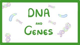 GCSE Biology  DNA Part 1  Genes and the Genome 63 [upl. by Ahselak896]