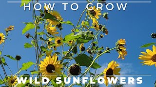 Wild Sunflower  Complete Grow and Care Guide [upl. by Reggie]