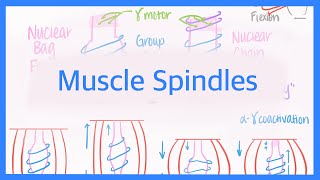 Muscle Spindles Innervations and AlphaGamma Coactivation [upl. by Kaine]