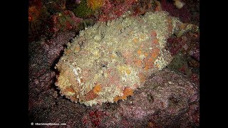 Facts The Stonefish [upl. by Cheyne]