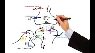 Pharmacology  ANTIEPILEPTIC DRUGS MADE EASY [upl. by Monaco]