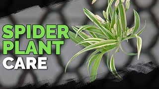 Spider Plant Care How To Grow Chlorophytum Comosum [upl. by Aliza850]