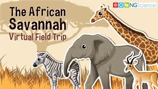 African Savannah – Virtual Field Trip [upl. by Ahsaei]