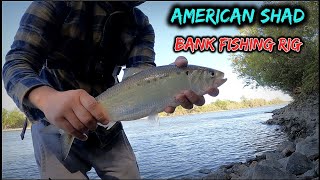 American Shad fishing  HOW TO RIG FOR BANK FISHING [upl. by Pepillo]