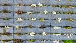 Cómo hacer un jardín vertical  Bricomanía  Jardinatis [upl. by Seton]