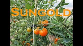 Vegetable Variety Review Sungold Cherry Tomato [upl. by Jermayne75]