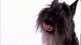 dogs 101  miniature schnauzer [upl. by Griffie]