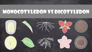 Differences between Monocots and Dicots  Plant Biology [upl. by Nnyledam]