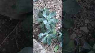 戟葉龍舌蘭 葉面特寫 Agave potatorum [upl. by Ahsinek]