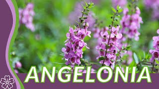 ANGELONIA Explained Summer Snapdragon 🌱🍄✨🍓🌱🌼 [upl. by Tiossem]