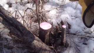 Buckthorn Removal Technique for Reclaiming Pasture [upl. by Salomone]