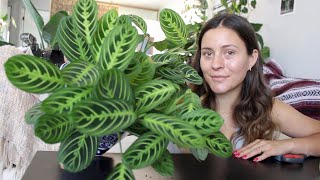 How To Make a Prayer Plant Houseplant More Full  Maranta Plant Propagation [upl. by Osrit471]