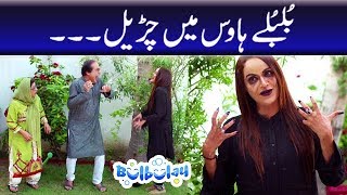 Bulbulay Season 2 Episode 19  Ayesha Omar  Nabeel [upl. by Adali29]