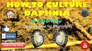 HOW TO CULTURE DAPHNIA In Easy Way [upl. by Asyen]