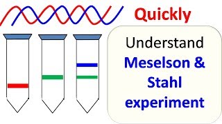 Meselson and Stahl experiment [upl. by Tiffanle340]