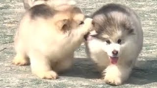 Cute Alaskan Malamute Puppies Running [upl. by Kristoforo]