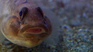 Cnidarians  Anemone Catches Goby [upl. by Enal]