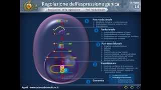 Biologia 14  Regolazione dellespressione genica [upl. by Aromat]