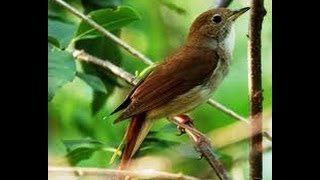 Usignolo in canto Common Nightingale song Luscinia megarhynchos [upl. by Seraphina]