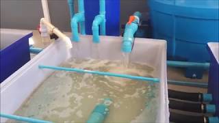 Recirculating Aquaculture System RAS for the Vertical Mud Crab Farm [upl. by Nivad]