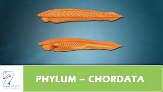 PHYLUM – CHORDATA [upl. by Annahsar144]