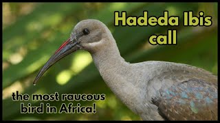 Hadeda Ibis call the most raucous bird in Africa [upl. by Enitsed]