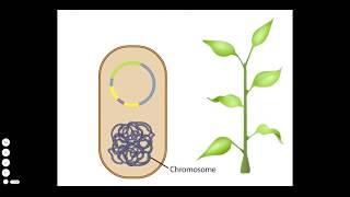 Agrobacterium A Plant Gene Transfer Vector [upl. by Sidra]