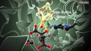 How Enzymes Work from PDB101 [upl. by Nylaf]