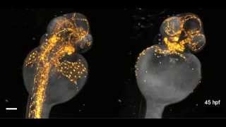 Beautiful imaging of zebrafish development [upl. by Ennovehc]