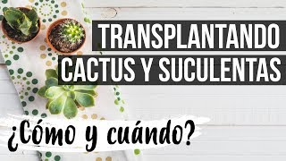 ¿CÓMO Y CUÁNDO TRANSPLANTAR SUCULENTAS Y CACTUS [upl. by Araj]