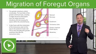 Foregut Organs Omentum amp Mesenteries – Embryology  Lecturio [upl. by Aivata]