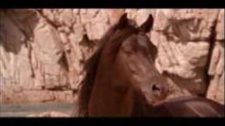 The Black Stallion  Main Theme  Carmine Coppola [upl. by Seek]