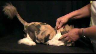 Skin Turgor Test for Dehydration in Cats and Dogs [upl. by Galatea341]