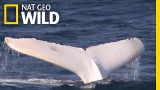 A Rare White Whale Spotted Near Australia  Nat Geo Wild [upl. by Lerual]