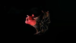 The Mysterious Vampire Squid  Curious Creatures [upl. by Amling]