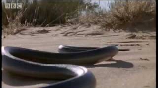 How snakes move amp run  Serpent  BBC Animals [upl. by Benildas434]