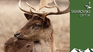 A Year in the Life of Fallow Deer part 1 [upl. by Robinette]