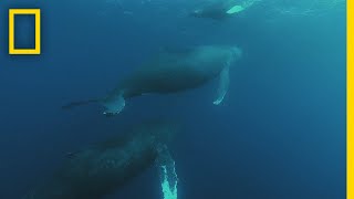 Humpback Whale Migration  Shark vs Whale [upl. by Ydne231]